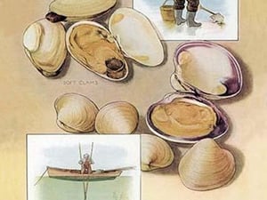 Clams - Art Print