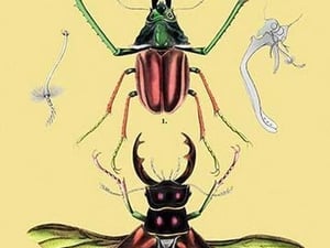 Beetles: Chiasognathus Chiloensis and Lucanus Cervus #2 by Sir William Jardine - Art Print