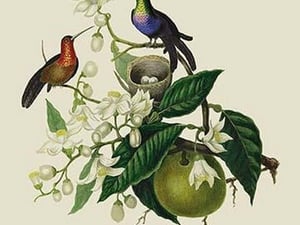 Humming Birds at the Brasils by J. Forbes - Art Print