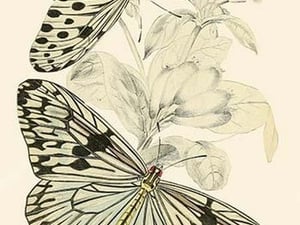European Butterflies & Moths by James Duncan #29 - Art Print