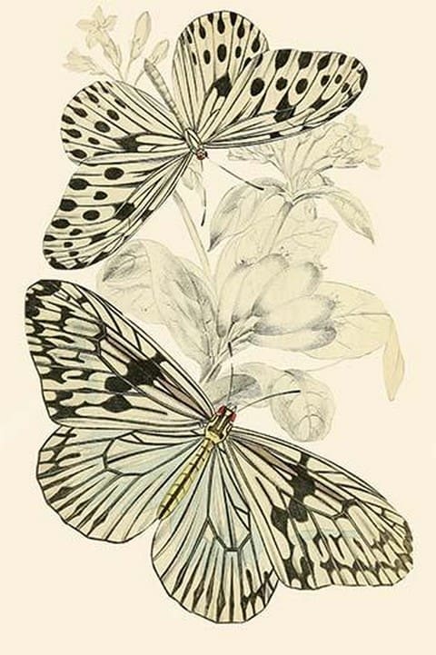 European Butterflies & Moths by James Duncan #29 - Art Print