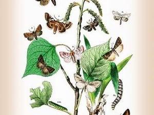 Moths: Pachnobia Carnea