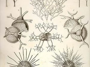 Coelodendrum Ramosissimum and others by Ernst Haeckel - Art Print