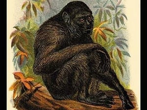 The Siamang Gibbon by G.R. Waterhouse - Art Print
