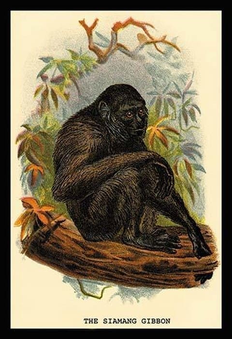The Siamang Gibbon by G.R. Waterhouse - Art Print