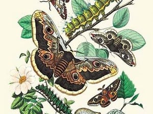 Moths: E. Versicolora