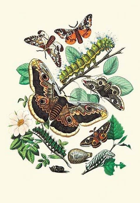 Moths: E. Versicolora