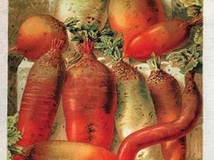 Betteraves Fourragers - Tuber Vegetables by Philippe-Victoire Lev que de Vilmorin - Art Print