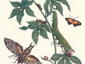 Bellyache Bush with a Giant Sphinx Moth and a Metalmark butterfly by Maria Sibylla Merian - Art Print