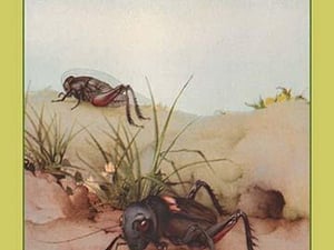 The Field Cricket by Edward Detmold - Art Print