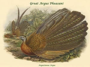 Argustianus Argus - Great Argus Pheasant by John Gould - Art Print