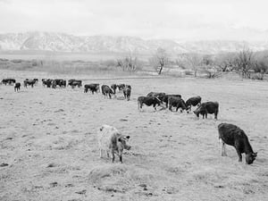 Cattle in South Farm by Ansel Adams - Art Print