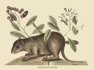 Bahama Coney by Mark Catesby #2 - Art Print