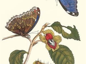 Epiphytic climbing plant with a Peleides Blue Morpho Butterfly & a Gulf Fritillary by Maria Sibylla Merian - Art Print
