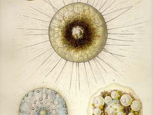 Aulacantha Scolymantha