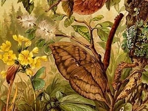 Insects Mimicry by Friedrich Wilhelm Kuhnert - Art Print