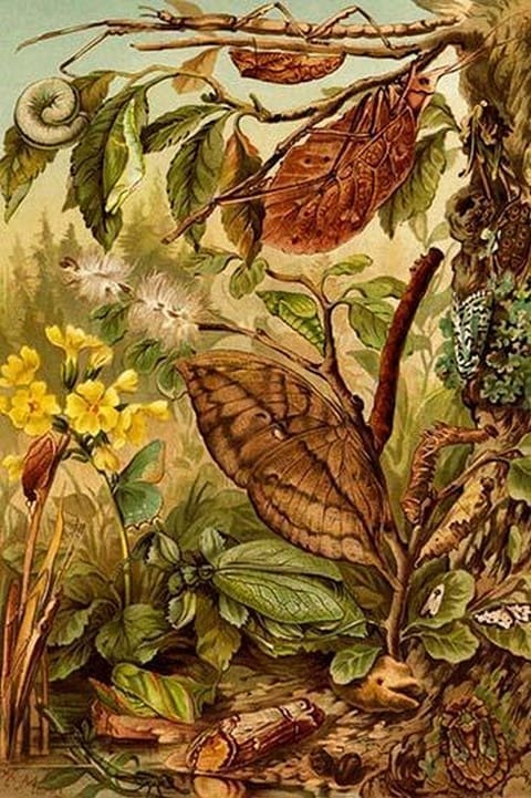 Insects Mimicry by Friedrich Wilhelm Kuhnert - Art Print