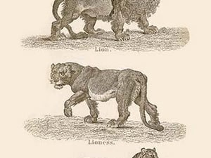 Cats - Art Print