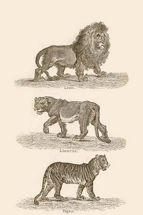 Cats - Art Print