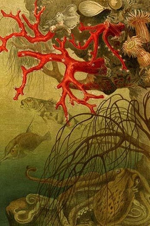 Coral by Friedrich Wilhelm Kuhnert - Art Print