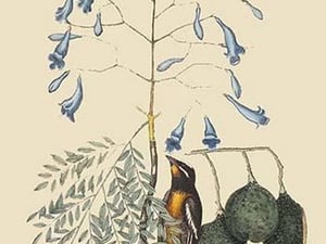 Bahama Finch by Mark Catesby - Art Print