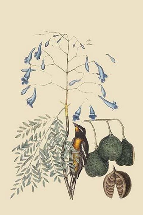 Bahama Finch by Mark Catesby - Art Print