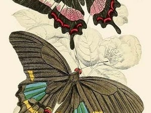 European Butterflies & Moths by James Duncan 2 - Art Print