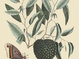 Sugar Apple & Carolina Moth by Mark Catesby - Art Print