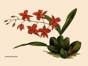 Orchid: Cochlioda Notzliana by William Forsell Kirby - Art Print