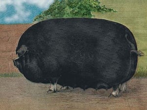 Champion Sow - Art Print