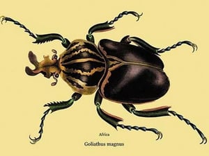 Beetle: African Goliathus Magnus #2 by Sir William Jardine - Art Print