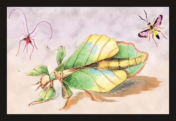 Three Insect Examples by James Duncan - Art Print