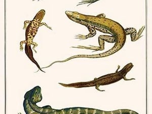 Iguanas