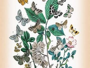 Moths: Ortholitha Palumbaria