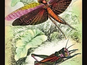 Insects: Locusta Migratoria and Locusta Dux by James Duncan - Art Print