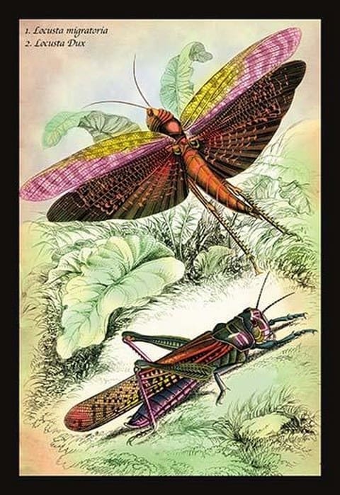 Insects: Locusta Migratoria and Locusta Dux by James Duncan - Art Print