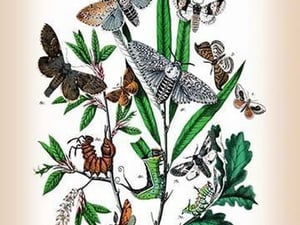 Moths: Cerura Vinula