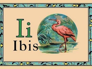 Ibis - Art Print