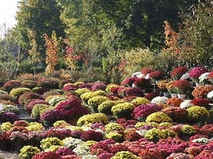 Assorted Mums by Sara Pierce - Art Print