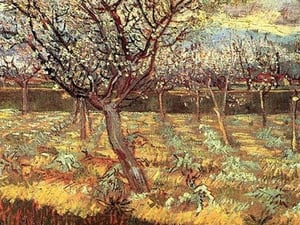 Apricot Trees in Blossom by Vincent van Gogh - Art Print