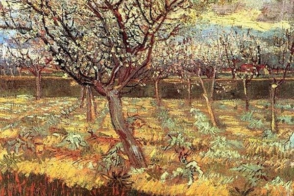 Apricot Trees in Blossom by Vincent van Gogh - Art Print