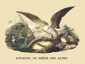 Gypaete