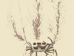 Sand Crab by Mark Catesby #2 - Art Print