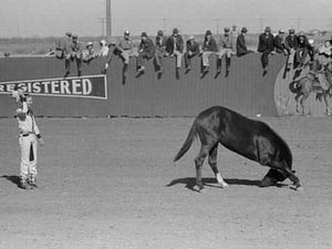 High School Horse by Russell Lee - Art Print