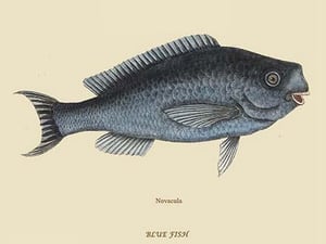 Blue Fish by Mark Catesby #2 - Art Print