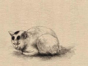 Domestic cat by Kano #2 - Art Print