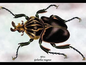 Beetle: African Goliathus Magnus by Sir William Jardine - Art Print