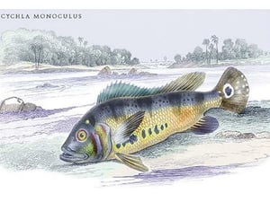 Cychla Monoculus by Robert H. Schomburgk - Art Print