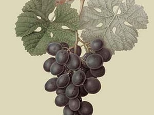 Raison de Carnes or Grape by William Hooker - Art Print