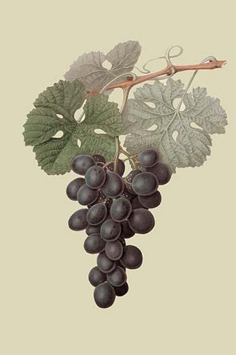 Raison de Carnes or Grape by William Hooker - Art Print